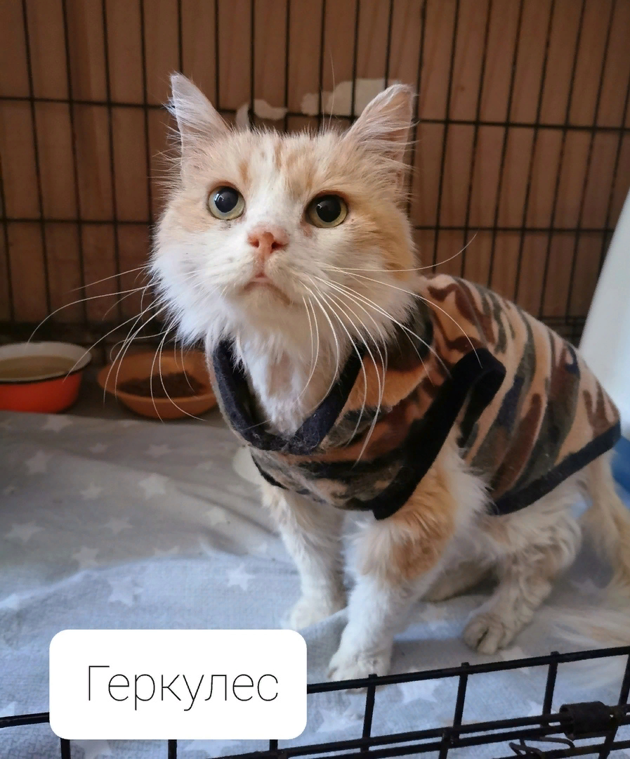 © ВСЕ ОТТЕНКИ КОШАЧЬЕГО. Геркулес нуждается в лечение 🙏🏻 