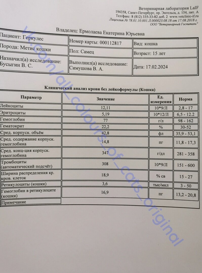 © ВСЕ ОТТЕНКИ КОШАЧЬЕГО. Документы по лечению Геркулеса 