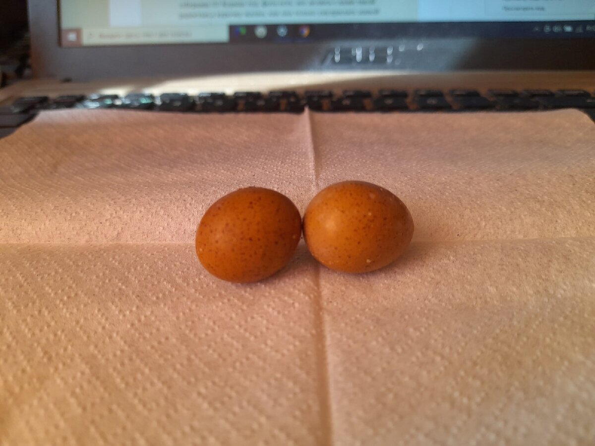 Яйцо китайского расписного перепела