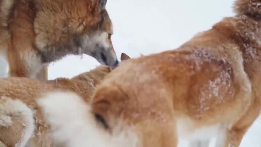 ЖИЗНЬ В УРАЛЬСКОЙ ГЛУБИНКЕ _ СЕНО _ СНЕГОПАД _ ПРОГУЛКА НА ЛЫЖАХ И ДОМАШНИЕ СУХОФРУКТЫ (720p)