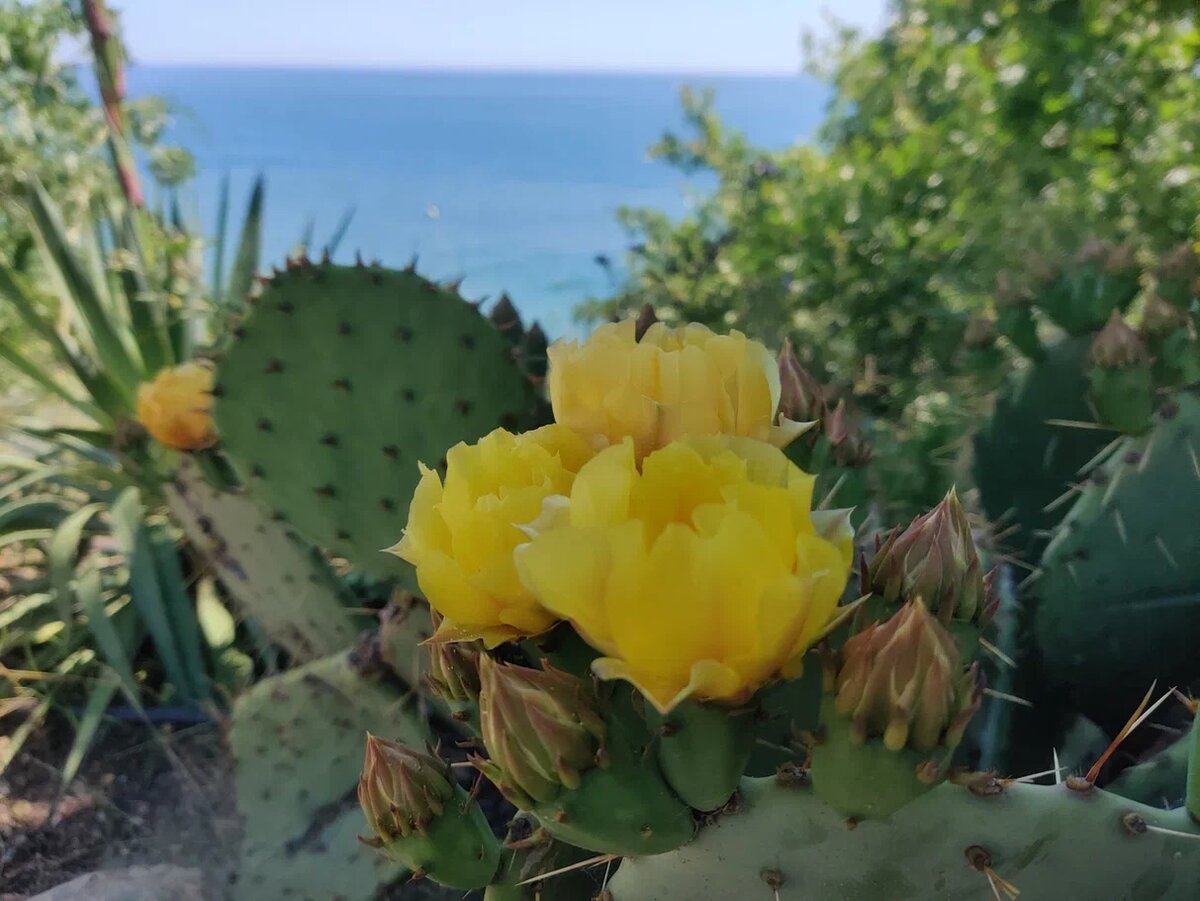 1. Кактус. Фото Светы Давыдовой