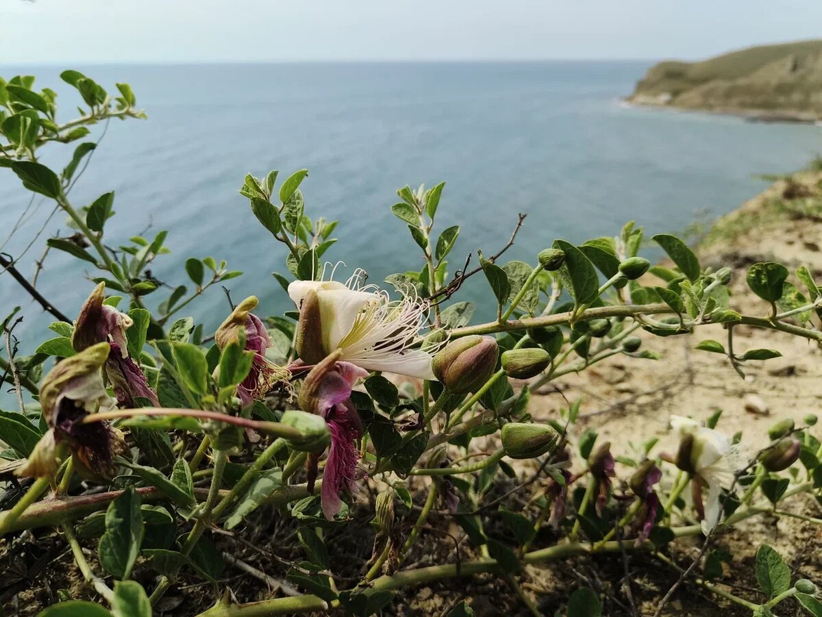 2. Каперсы на мысе Меганом. Фото Светы Давыдовой