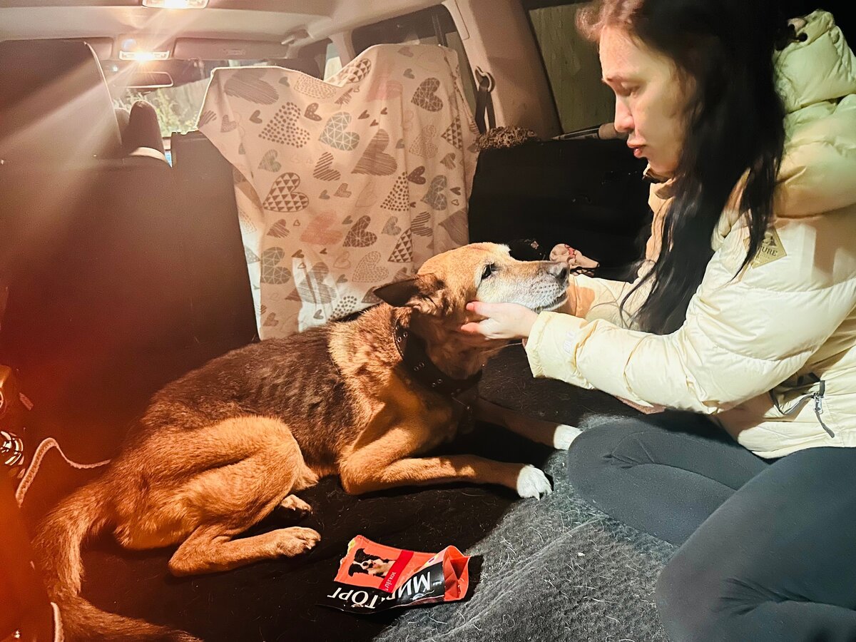    Пса бросили на смерть, его спасли зоозащитники в КарелииЕлена Аминева, соцсети