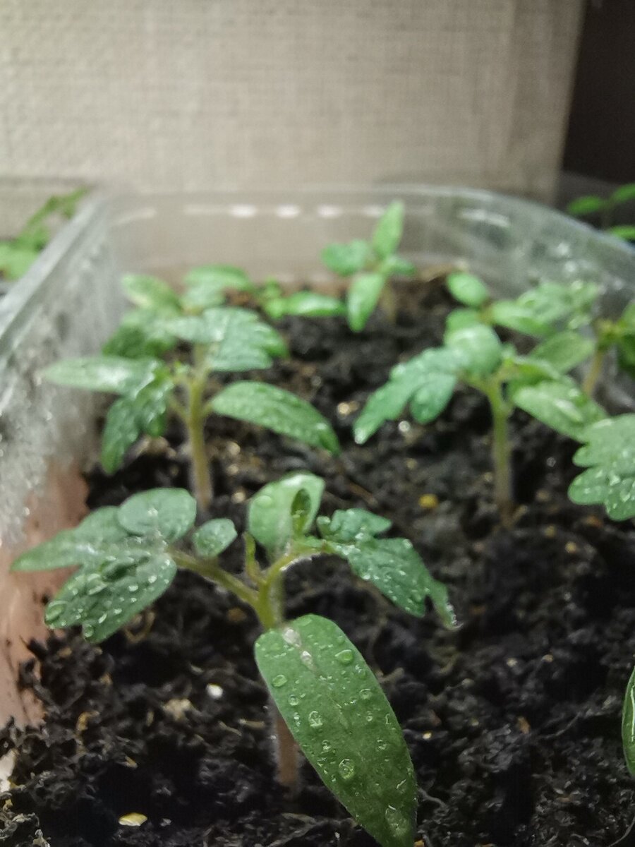 Рассада помидоров 11 дней