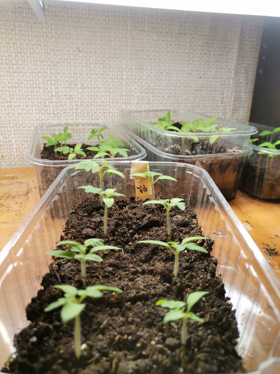 Досвечивание рассады