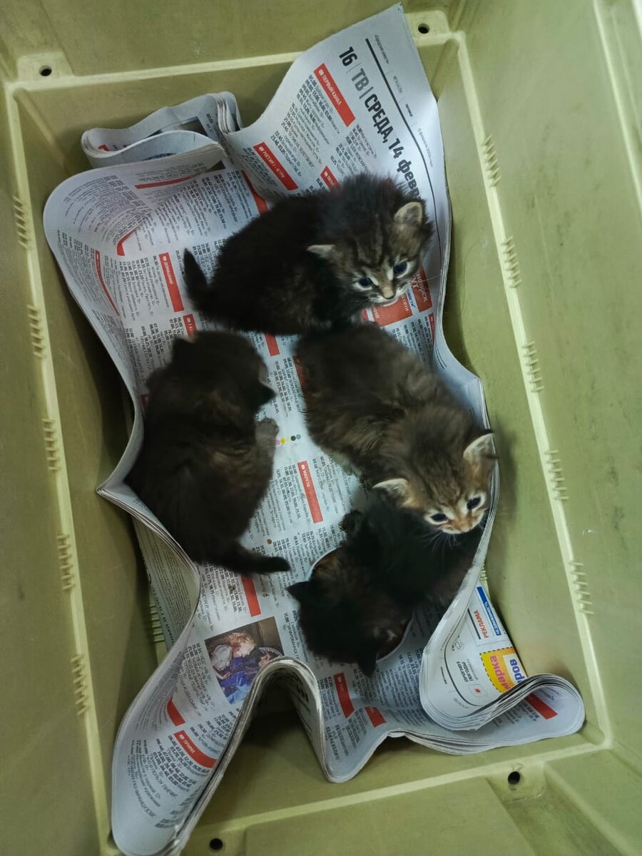 Вот так и сидели котики в почтовом отделении