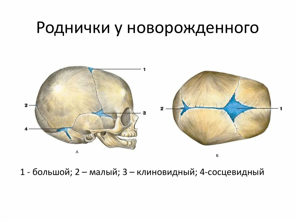 Родничок у детей размеры по возрасту таблица