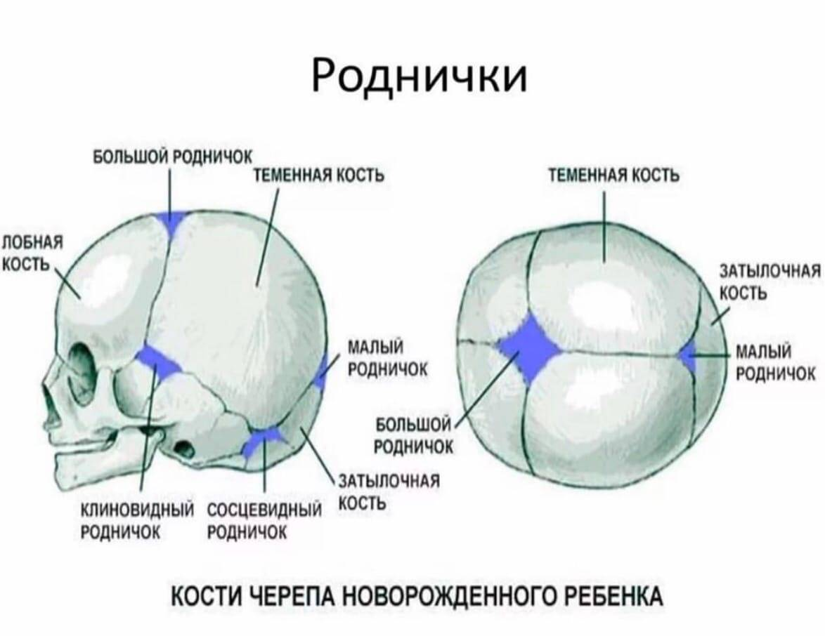 Родничок у детей размеры по возрасту таблица