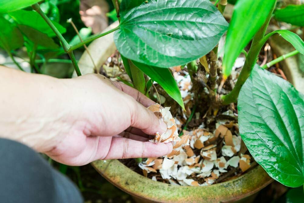 El uso de productos caseros para el cuidado de las plantas debe abordarse con precaución. Yo también los uso regularmente.