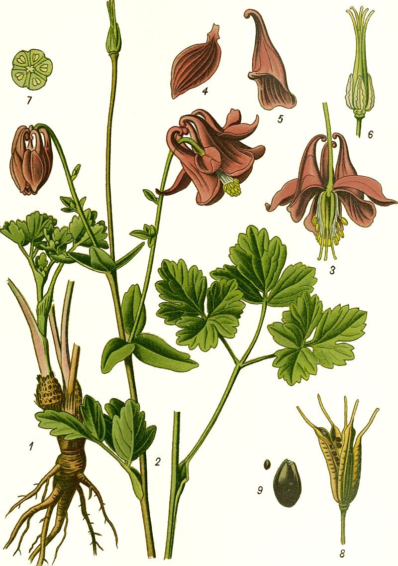Peter Esser, Ботаническая иллюстрация,1859 год