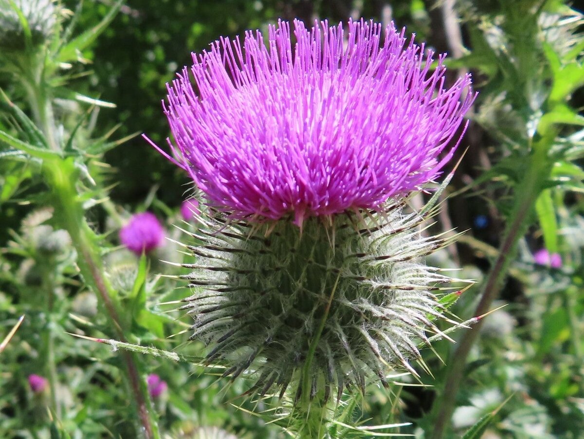 Ониадзами, цветок японского чертополоха