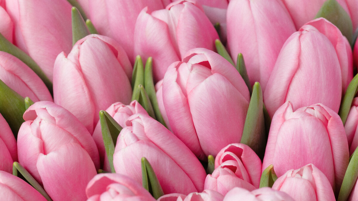 Мало купить тюльпаны на 8 Марта, нужно еще позаботиться о том, чтобы они подольше простояли. Делимся главными рекомендациями по уходу за этими цветами.