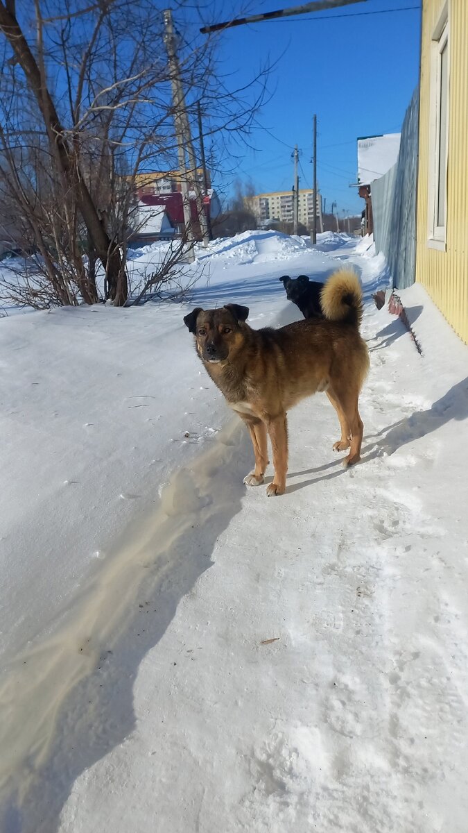 Не мой собакен. Ничейный