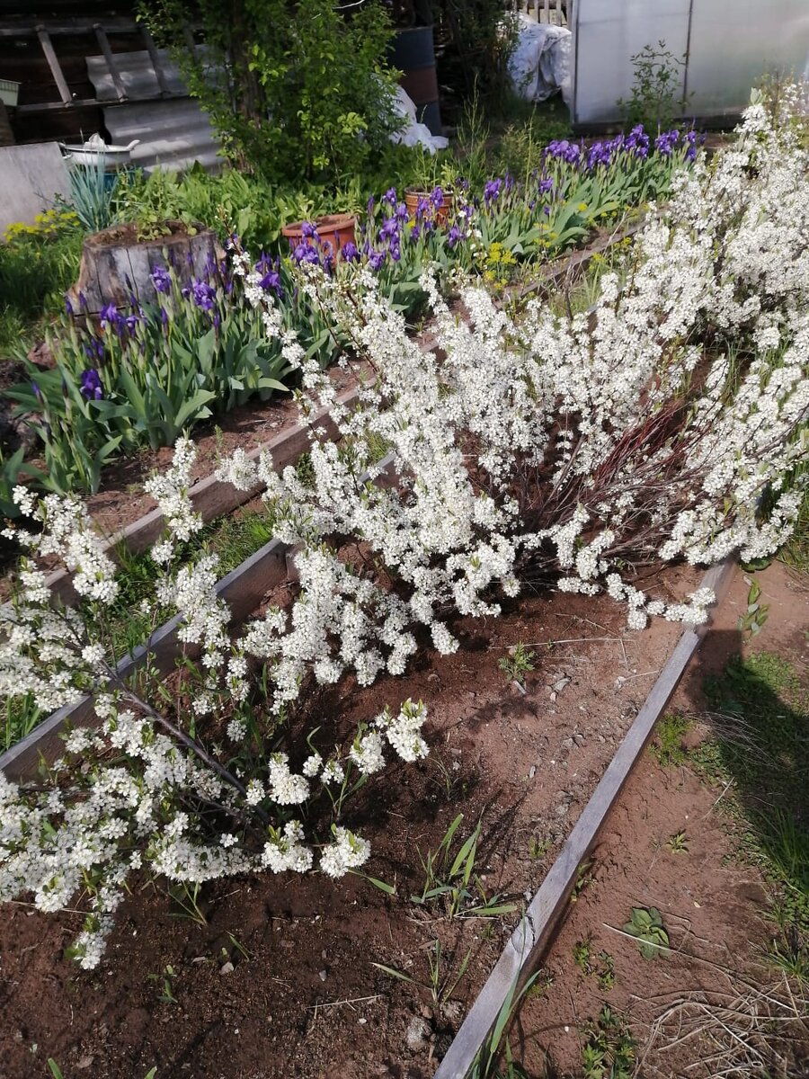 Цветет вишня Бессея