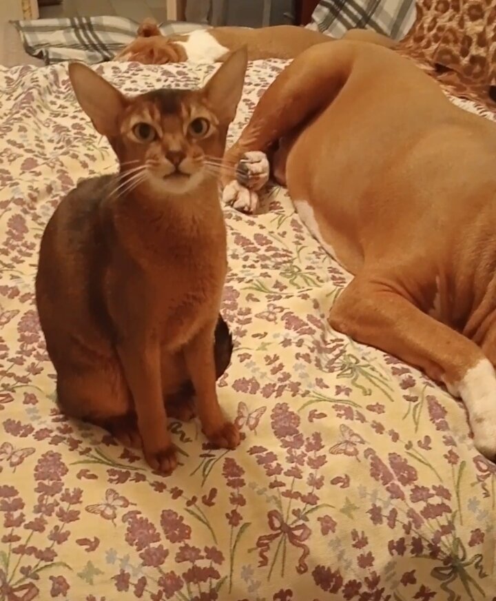 абиссинка кошка Ева - новый член нашей семьи