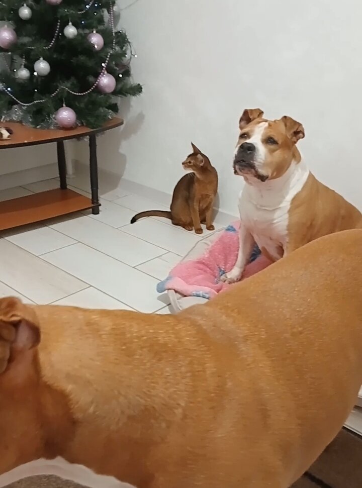 наш новый член семьи - спасенная абиссинская кошка Ева