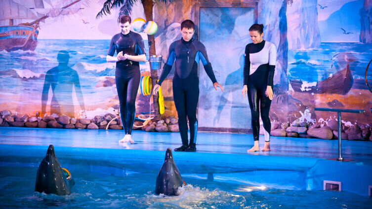    Как дрессируют дельфинов? Фото: Depositphotos
