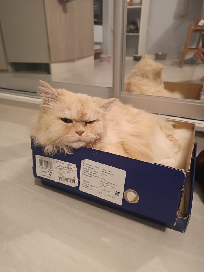 Продаются сапоги женские, размер 37. На меху))