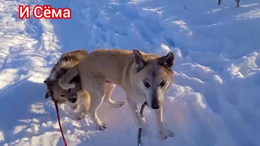 Невидящий пёс Сёма Саламатов оказался ещё тем ловеласом. Бегает за Шелькой и Мишелькой как молодой