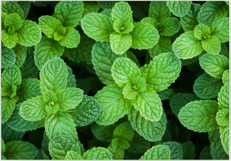 Яндекс.Картинки. Мята перечная