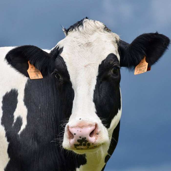 Правительство Иркутской области держит на контроле ситуацию с эпизоотией узелкового дерматита в регионе. Как сообщает пресс-служба губернатора и правительства региона, уже выявлено 11 эпизоотических очагов болезни в трех районах: один в Усольском районе, восемь – в Черемховском и два в Иркутском. По указу губернатора во всех трех районах введен режим ЧС.