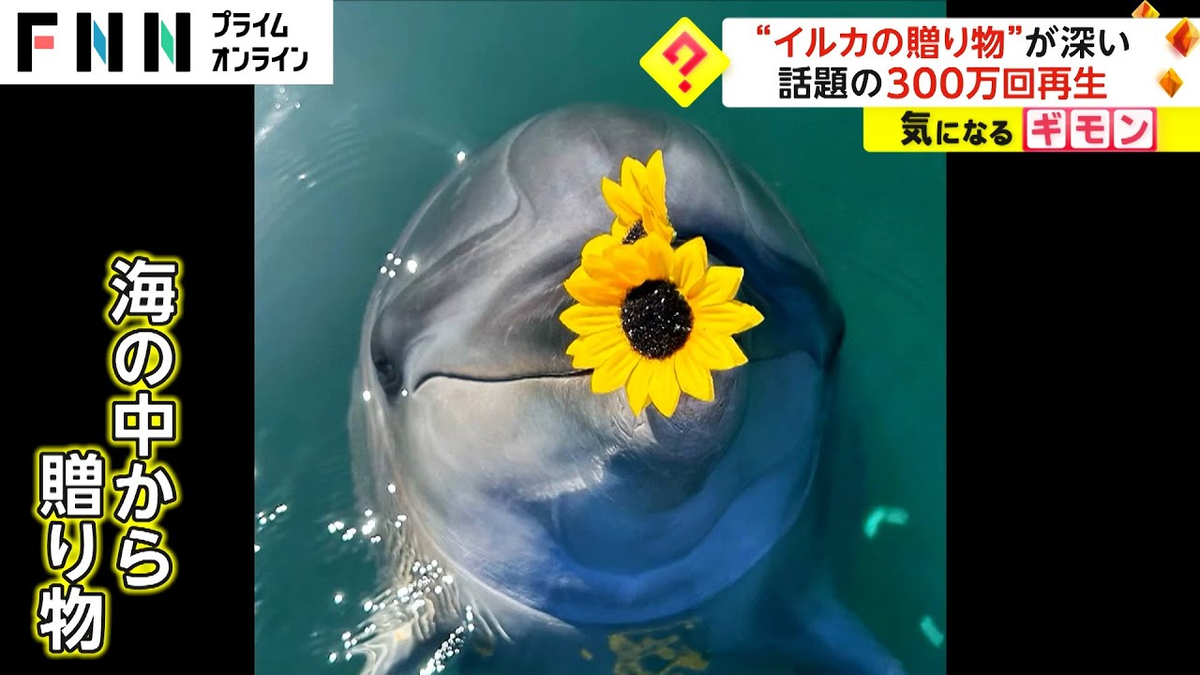 Обложка японского новостного видео (ссылка - ниже)