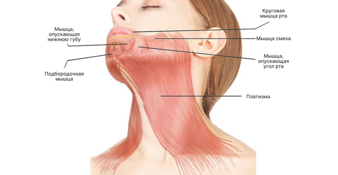 Musculus platysma