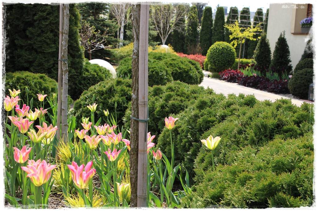 Белоцветник весенний и подснежники. Первые весенние цветы в саду. Луковичные первоцветы хионодокса. Многолетник нарцисс. Первые весенние цветы в саду.