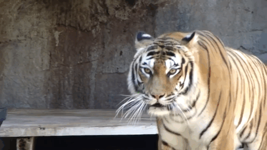 Уверенность 