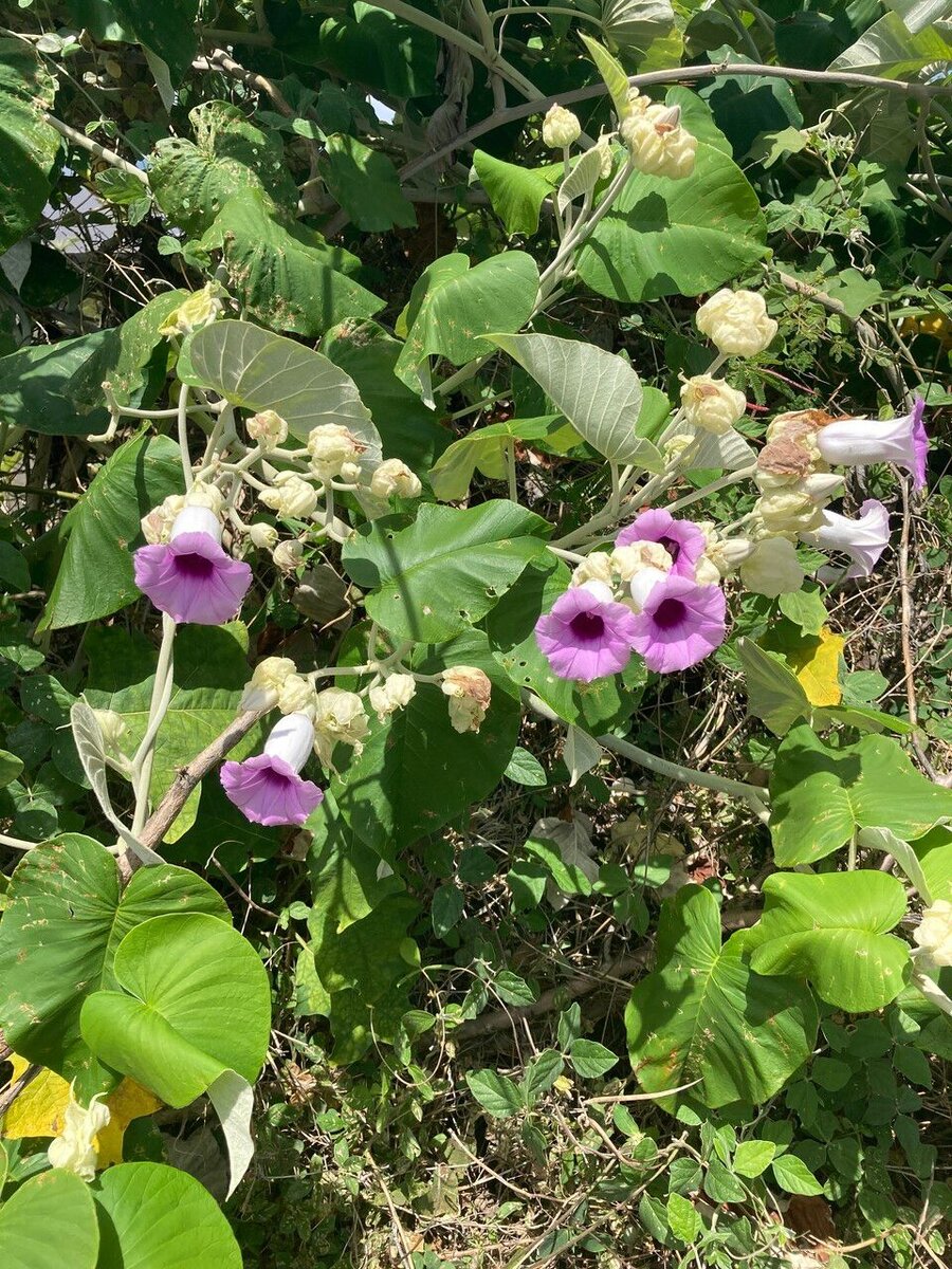Гавайская роза Argyreia nervosa. Тоже запрещен, но хайпа на ней не сделаешь. Изображение с сайта https://identify.plantnet.org/, chrisdoc974 (cc-by-sa)