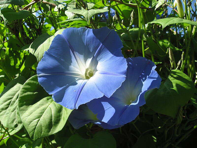 Ipomoea tricolor