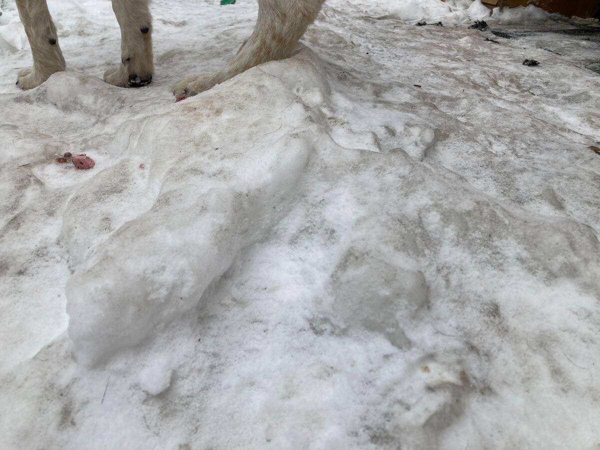 Лапы, сами понимаете, неслуха Антохи.