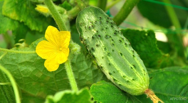 Кукумис сативус. Кукумис сативус. Огурец краткое описание. Огурец чупа-щупс f1. Плодоношение огурцов.