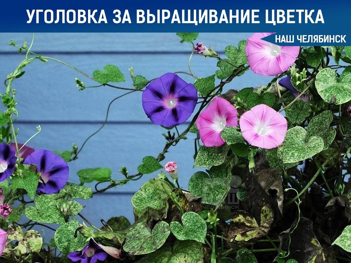 Почему нельзя ипомею. Ипомея звездный вальс. Почему нельзя ипомею. Ипомея млечный путь. Какую ипомею нельзя сажать на участке.