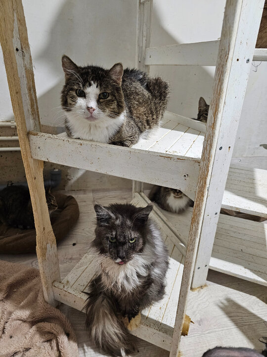 Амура (сверху) хотели усыпить, на Софи (снизу) пытались зарабатывать разведенцы