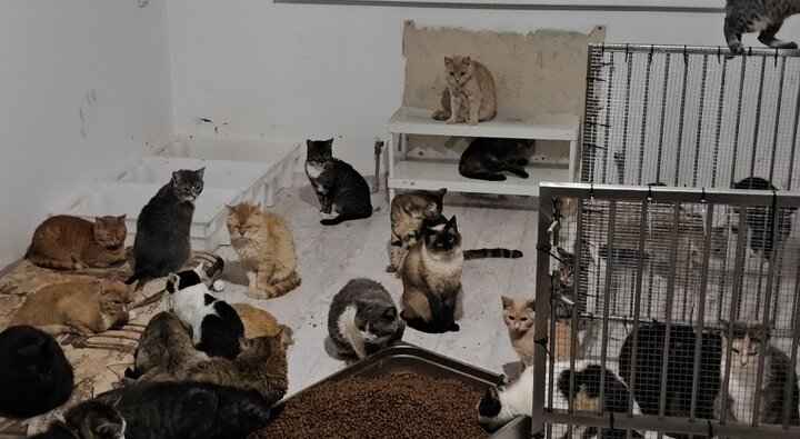 Часть питомцев приюта