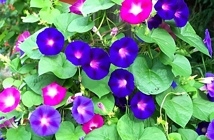 За выращивание ипомеи трехцветной теперь россиянам грозит уголовное наказание до двух лет лишения свободы / Фото: из открытых источников