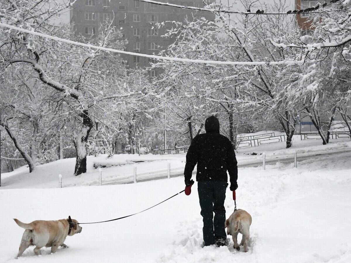 Мужчина выгуливает собак во время снегопада во Владивостоке© РИА Новости / Виталий Аньков