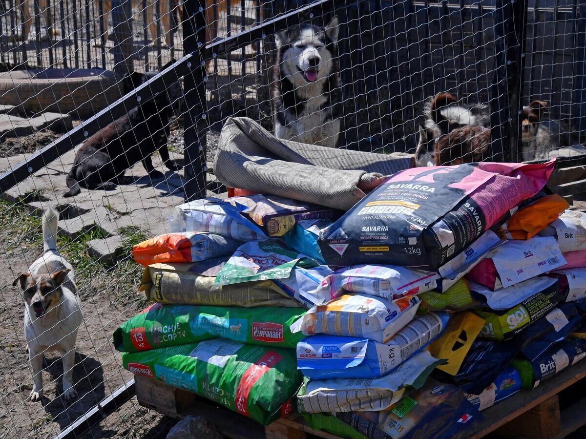    Собаки в приюте для бродячих собак © РИА Новости / Виталий Аньков