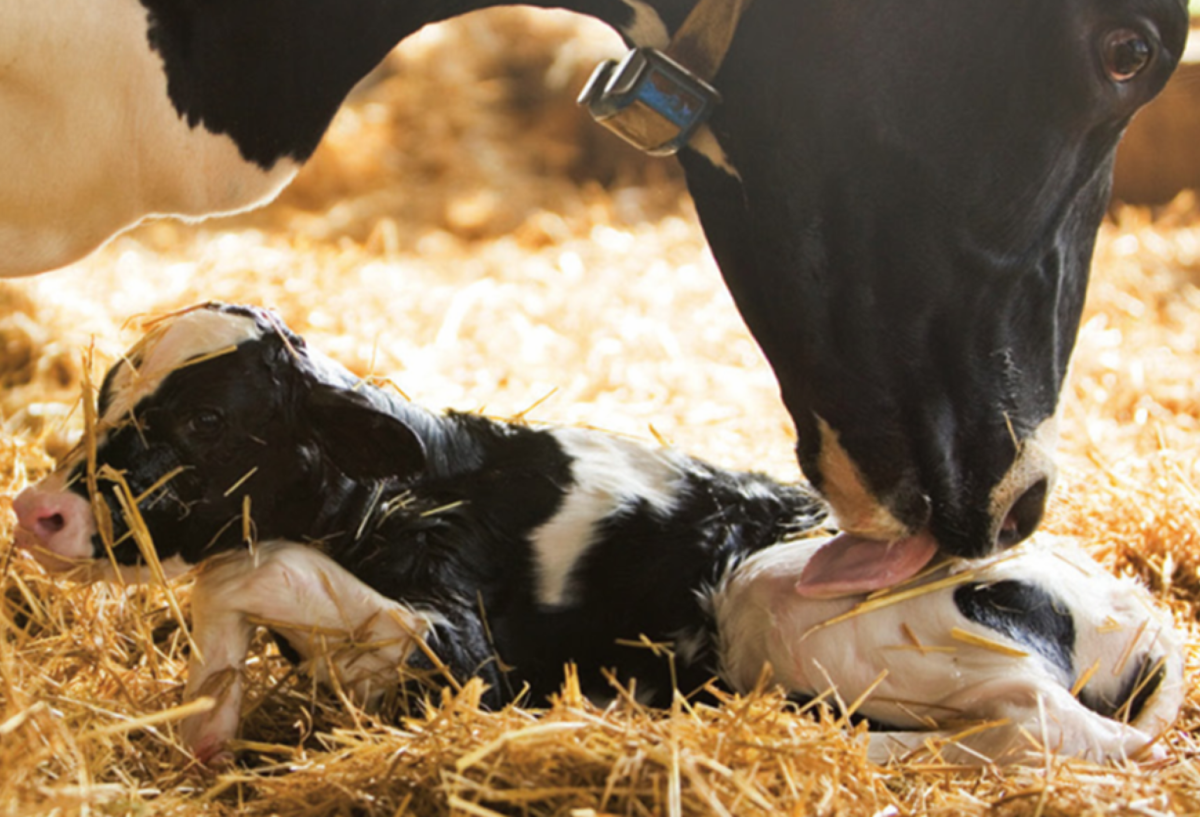 Лактация крс. Стельная корова. Стельная корова. Как выходит теленок. Стельная корова.