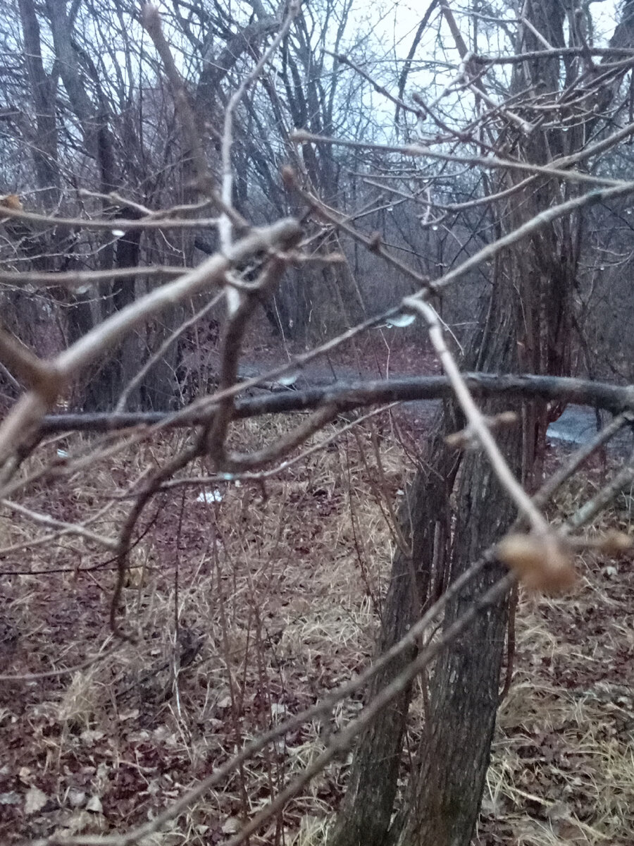 Такой февраль в Приморье. Без снега и капельки дождя