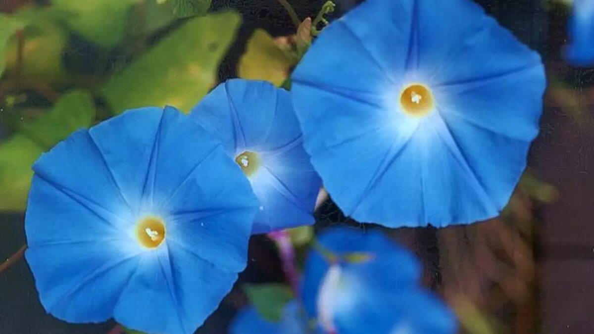     Любимый многими дачниками цветок ипомея трёхцветная попал в список запрещенных для выращивания на приусадебных участках. Виной всему — содержание в нем психотропных веществ.