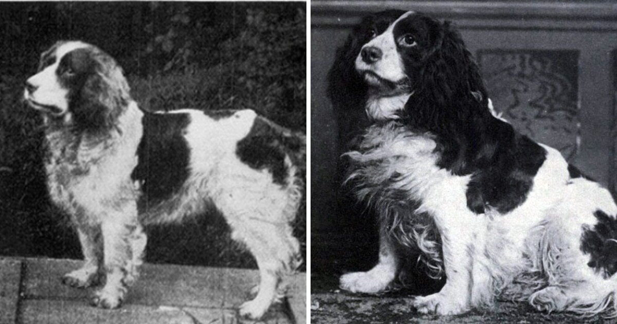 David Hancock / James Watson