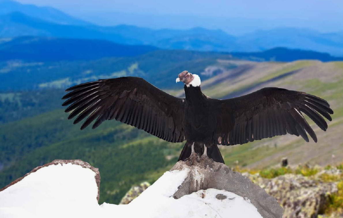 Самая крупная из летающих птиц западного полушария. Птица Андский Кондор. Кондор Анды. Андский Кондор Южная Америка. Андский Кондор размах крыльев.