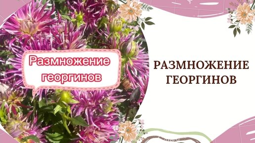 РАЗМНОЖЕНИЕ ГЕОРГИНОВ 🌺