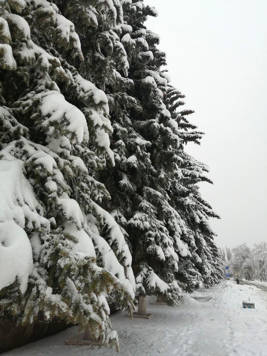 Сосны в Гуково.