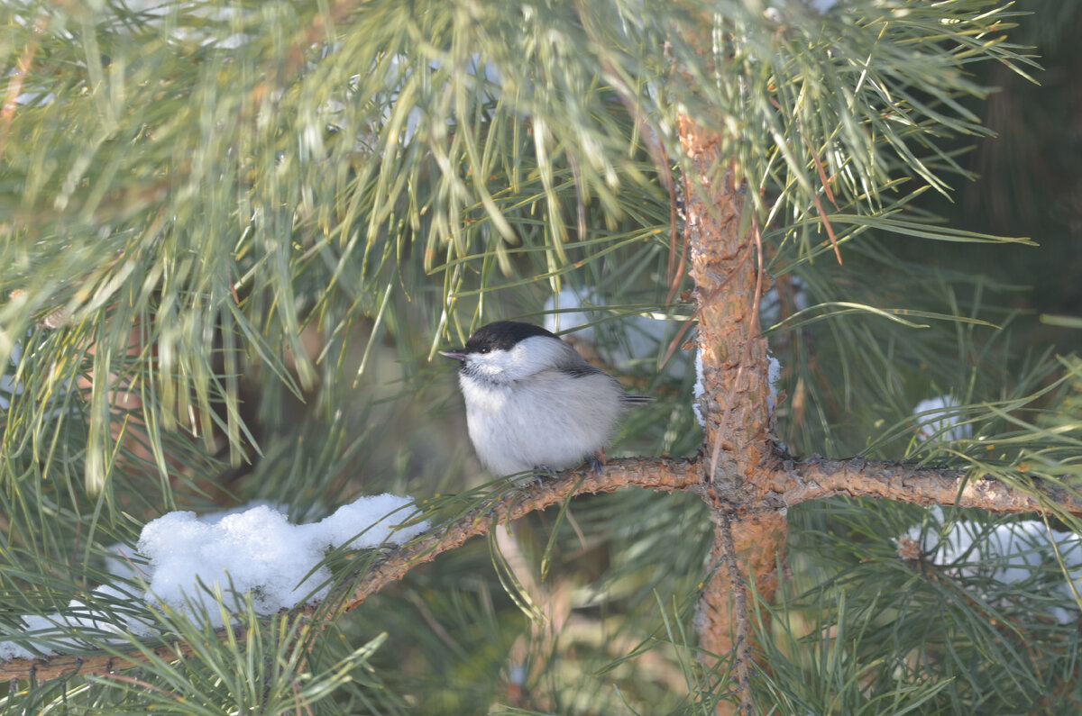 Пухляк в морозный день