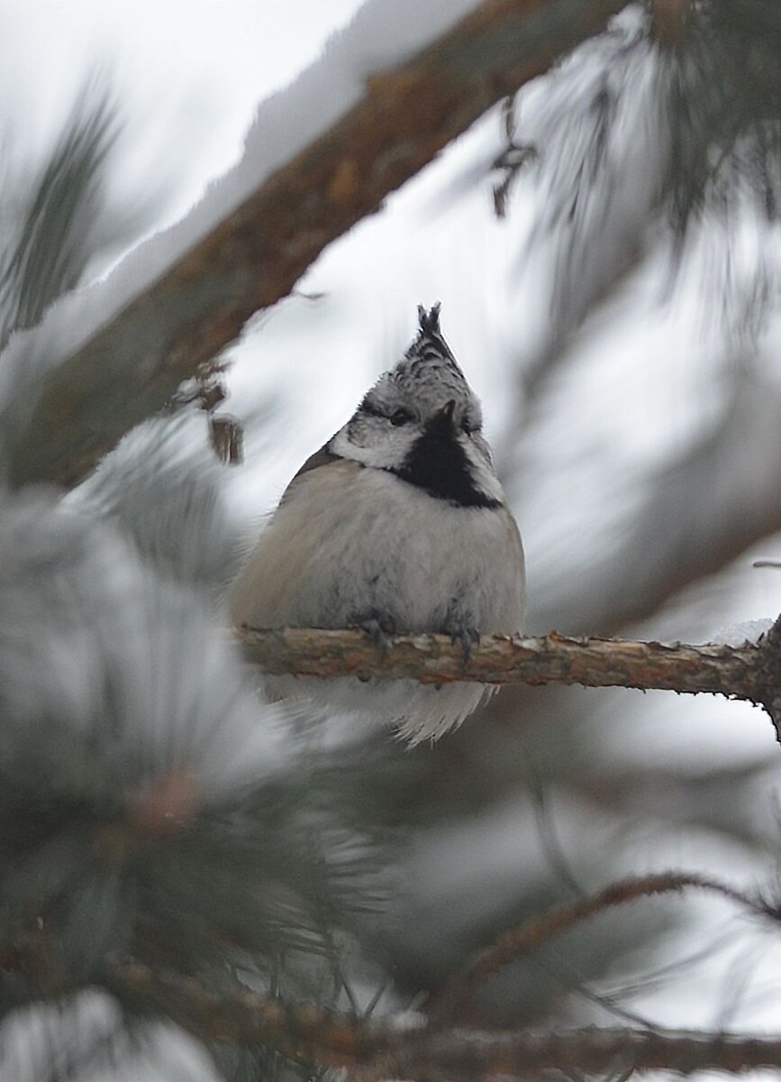 Гренадерка