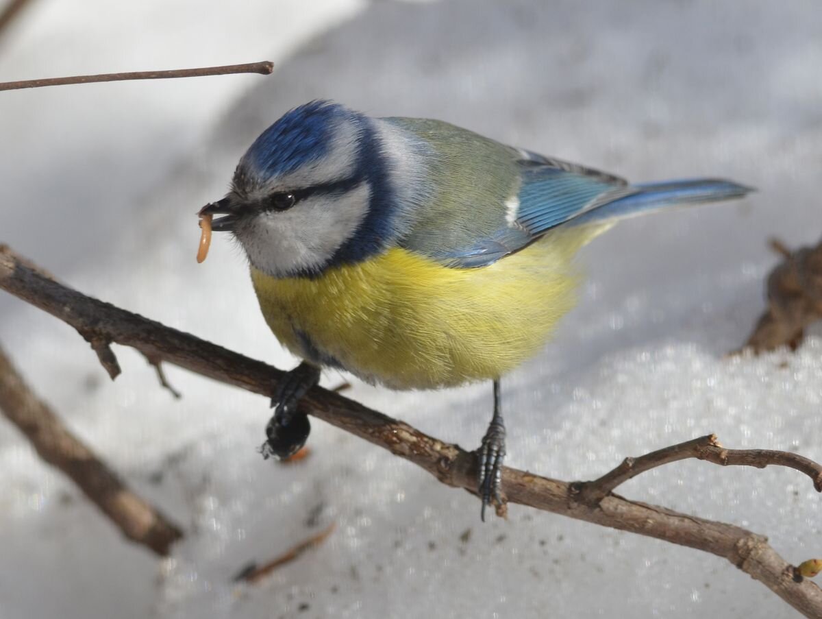 Лазоревка поедает найденную личинку