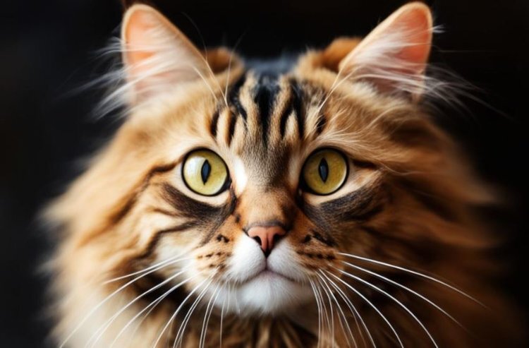    Лакомства для кошек с лактобактериями помогут при хронической болезни почек